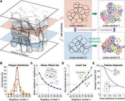 3D Organisation of Cells in Pseudostratified Epithelia